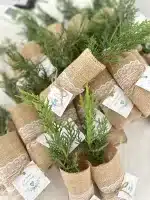 Leylandi Çam Fidanı Hediyelik Jüt Süslemeli