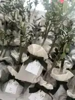 Zeytin Fidanı Hediyelik - Görsel 2