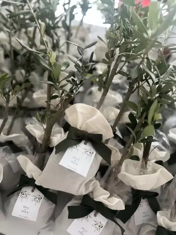 Zeytin Fidanı Hediyelik - Görsel 2