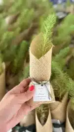 Jüt İçinde Çam Fidanı Hediyelik - Görsel 3
