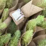 Jüt İçinde Çam Fidanı Hediyelik