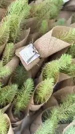 Jüt İçinde Çam Fidanı Hediyelik