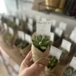 Karışık Sukulent Hediyelik