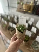 Karışık Sukulent Hediyelik