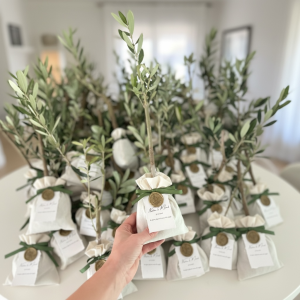 Zeytin Fidanı Hediyelik Mühürlü