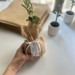 Beton Saksılı Zeytin Fidanı Jüt süslemeli Hediyelik